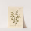 Privet, or prim print by Elizabeth Blackwell