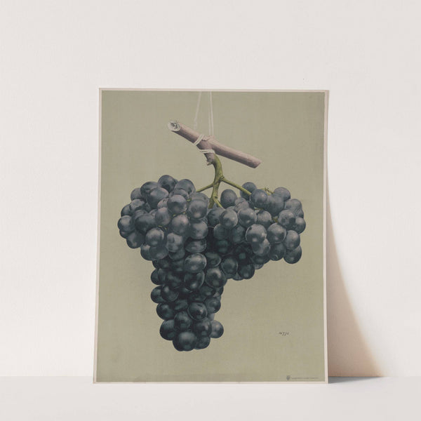 Prize black Alicante grapes by Louis Prang & Co.