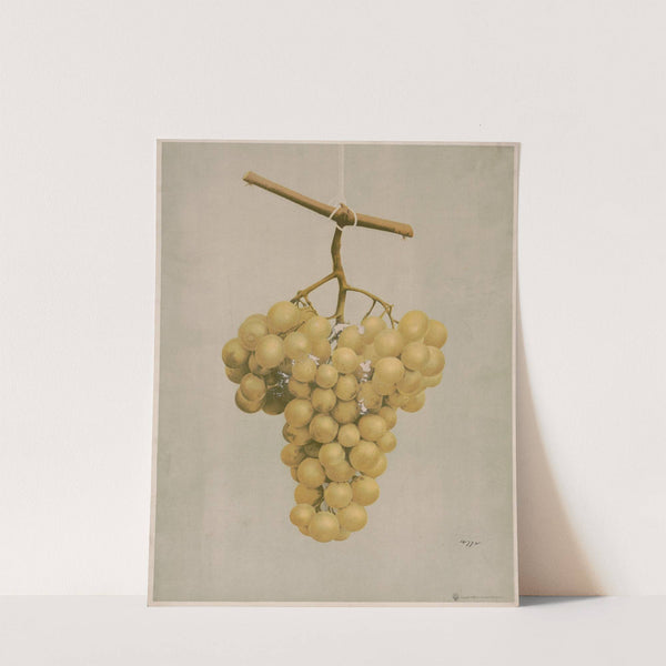 Prize golden Hamburg grapes (1897) by Louis Prang & Co.