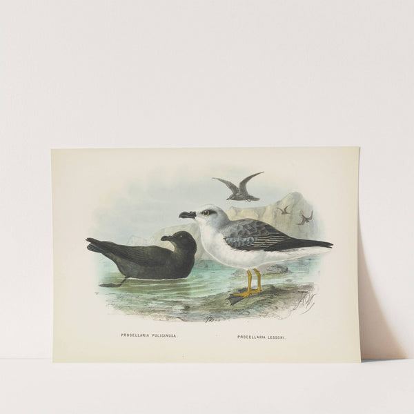 Procellaria fuliginosa and Procellaria lessoni by John Gerrard Keulemans
