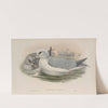 Procellaria glacialis. Fulmar. (1862-1873) by John Gould