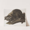 Procyon lotor, Raccoon. (Male. Natural size.) (1845-1848) by John Woodhouse Audubon