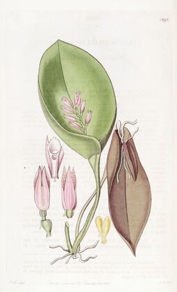 Proliferous Pleurothallis