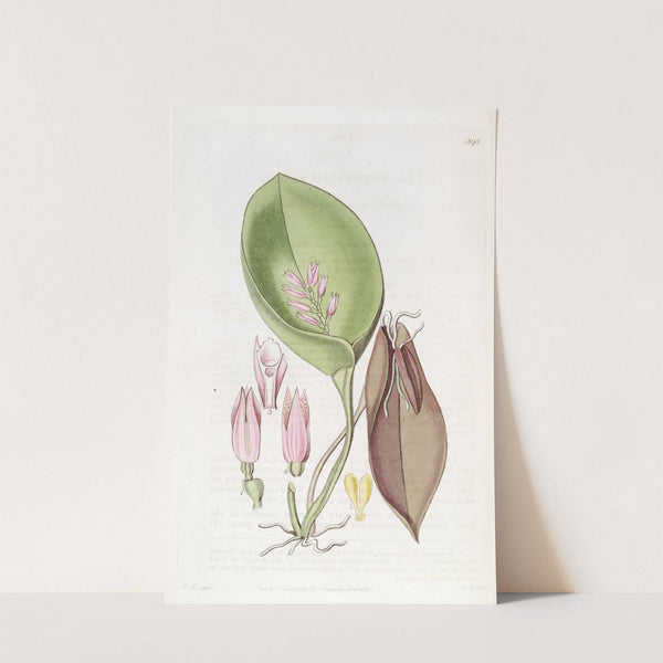 Proliferous Pleurothallis by Sydenham Edwards