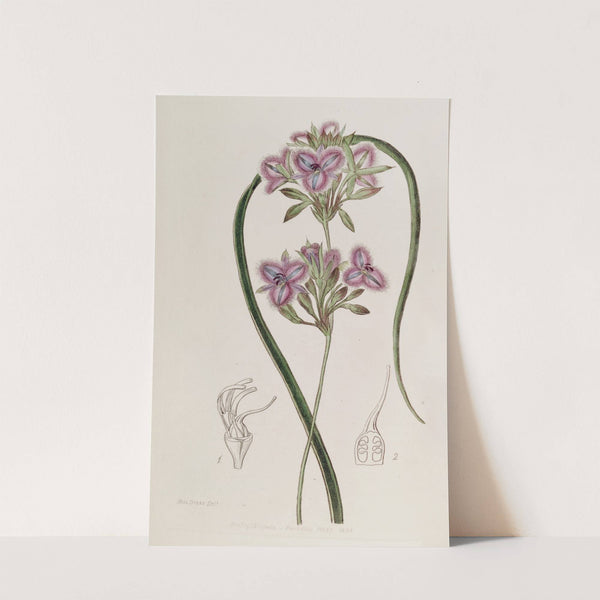 Proliferous Thysanotus by Sydenham Edwards