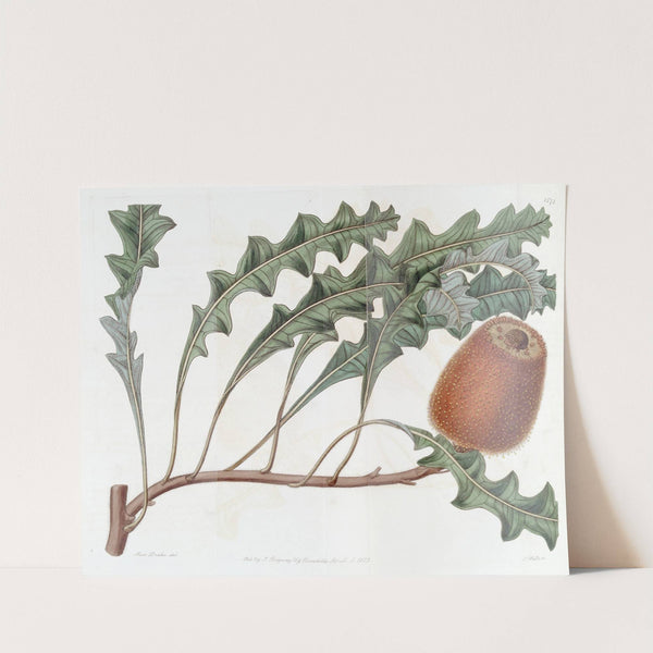 Prostrate Banksia by Sydenham Edwards