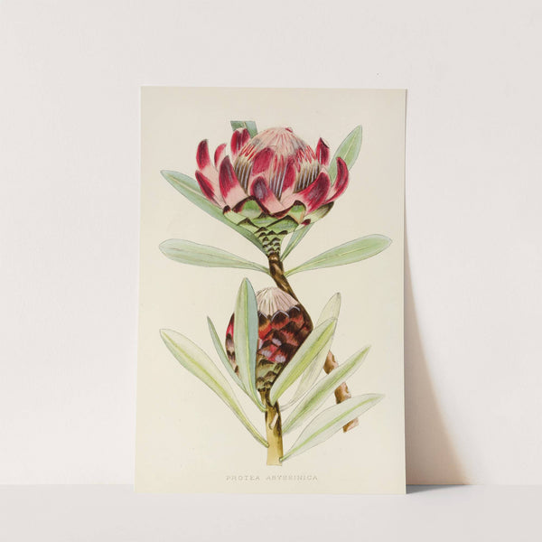 Protea Abyssinica by Illtyd Buller Pole-Evans