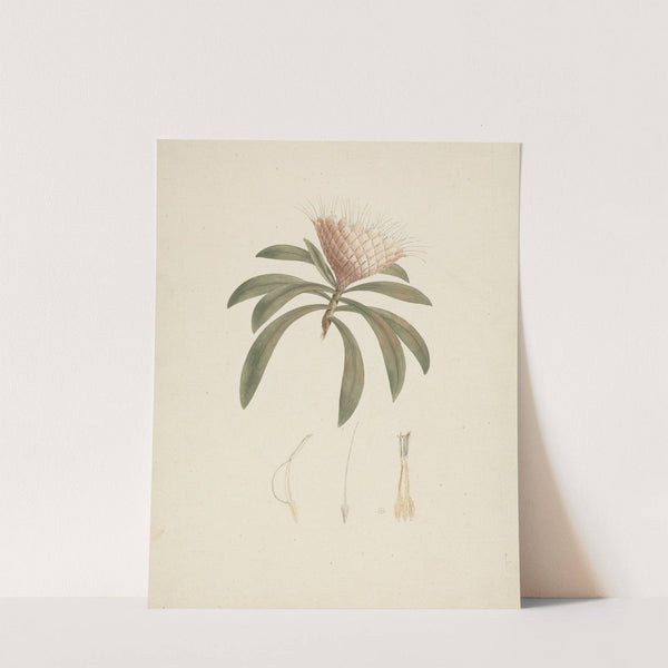 Protea gaguedi J.F. Gmel. (Protea) by Luigi Balugani