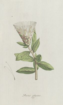 Protea