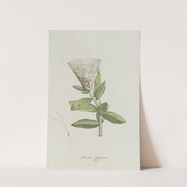 Protea by Hendrik Schwegman