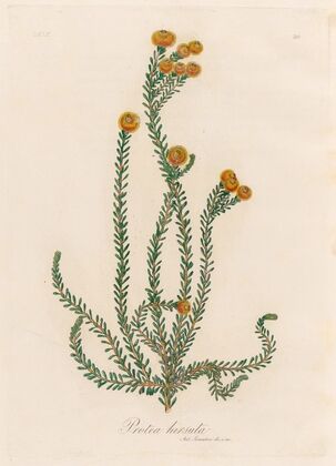 Protea hirsuta (1818-1824)