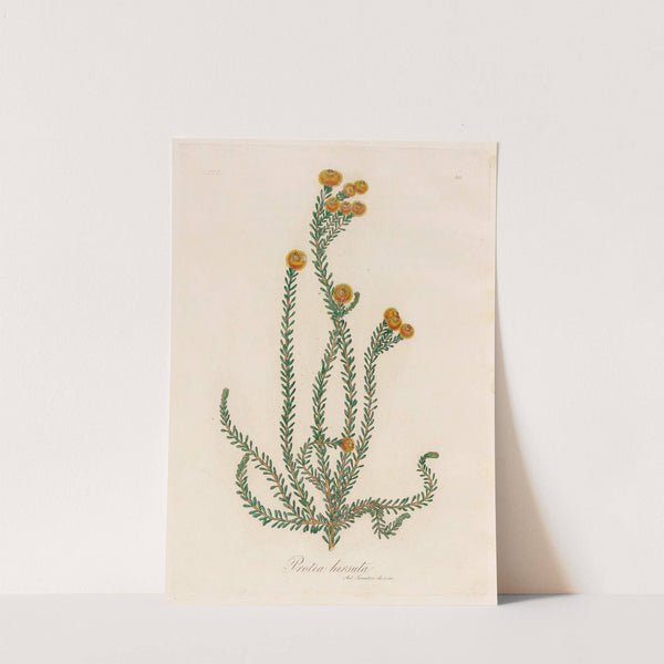 Protea hirsuta (1818-1824) by Gaetano Savi