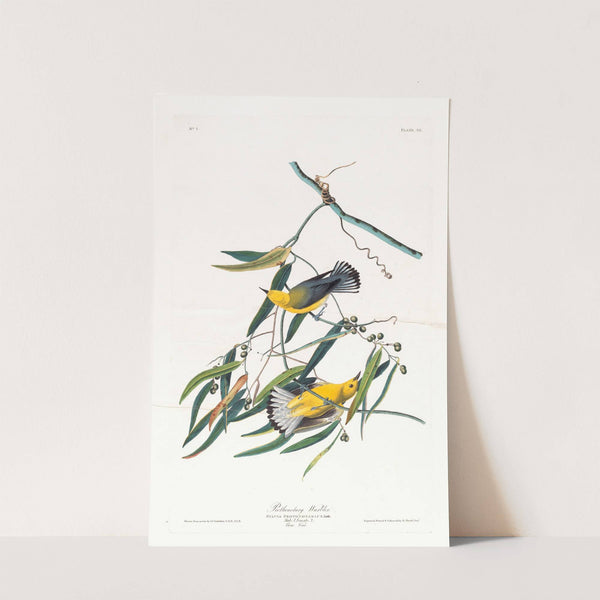 Prothonotary warbler (1827–1838) by John James Audubon