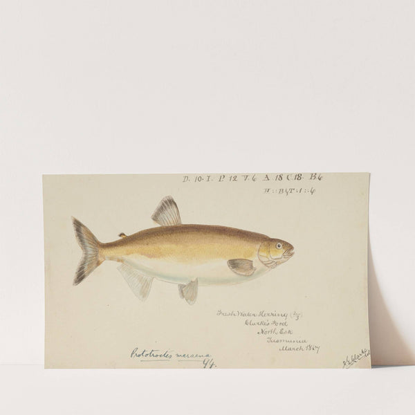 Prototroctes maraena (Tas) : Australian grayling (1867) by Frank Edward Clarke