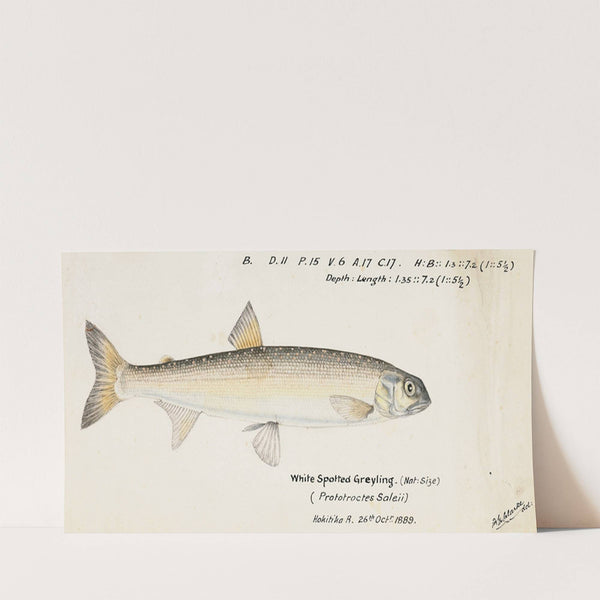 Prototroctes oxyrhynchus (White spotted greyling) (1889) by Frank Edward Clarke