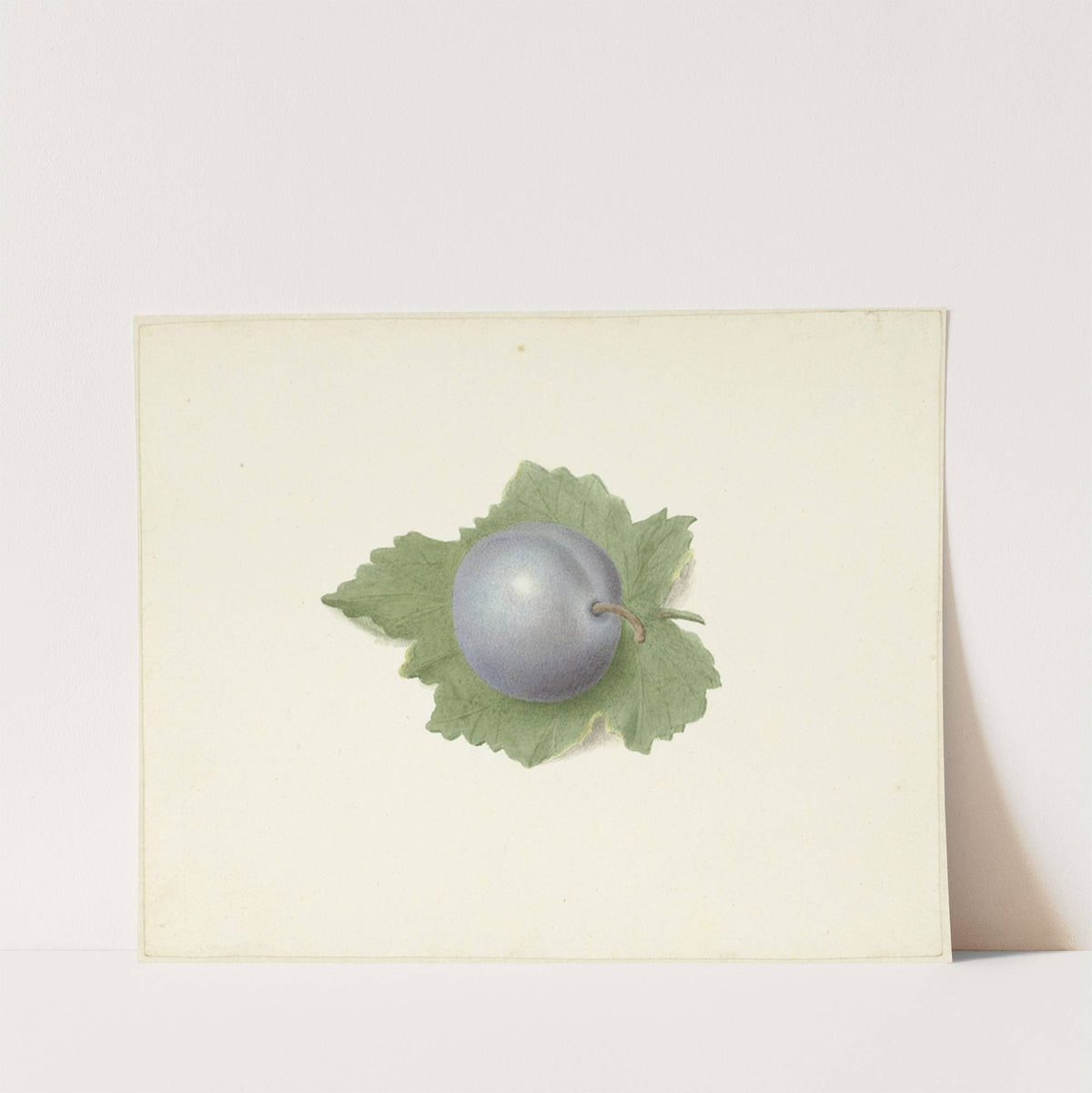 Pruim op een blad by Elisabeth Geertruida van de Kasteele
