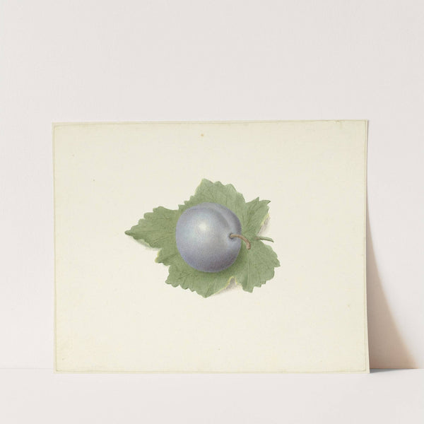 Pruim op een blad by Elisabeth Geertruida van de Kasteele