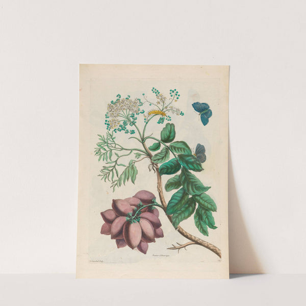 Prunier d’Amerique (1719) by Maria Sibylla Merian