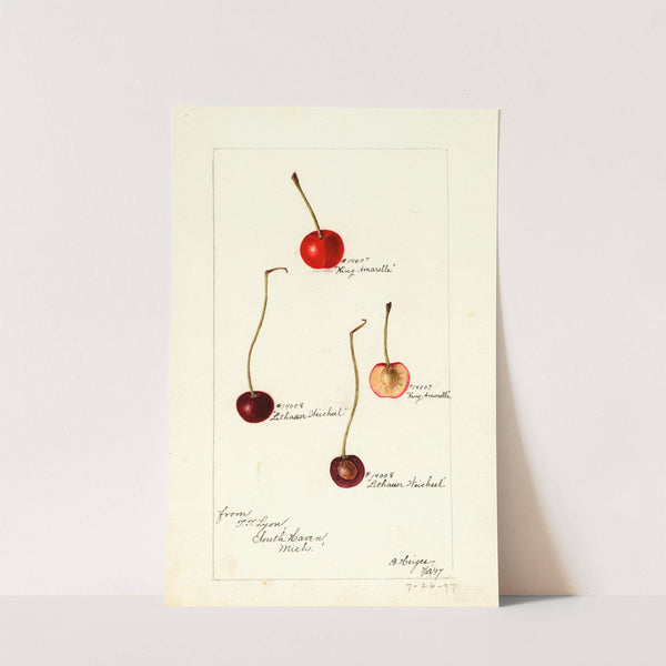 Prunus avium by Bertha Heiges