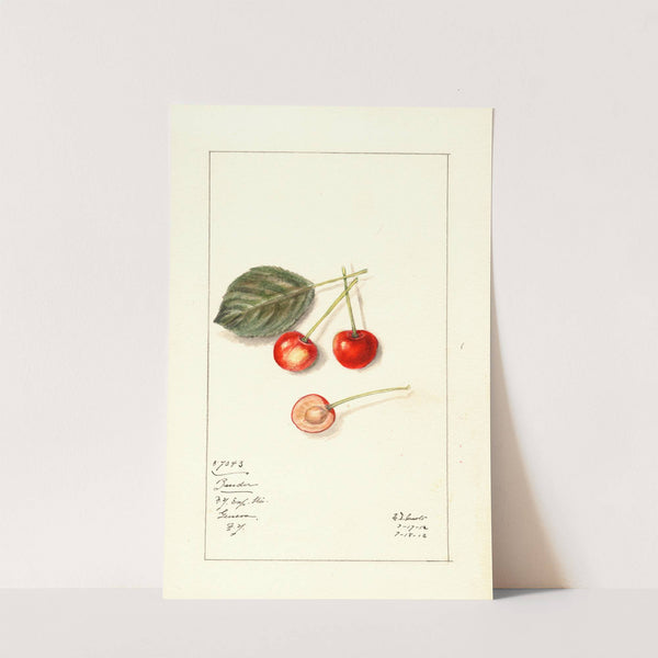 Prunus avium: Bender by Mary Daisy Arnold