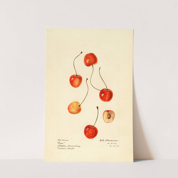 Prunus avium: Cass by Royal Charles Steadman