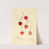 Prunus avium: Centennial by Amanda Almira Newton