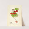 Prunus avium: Cleveland by Harriet L. Thompson