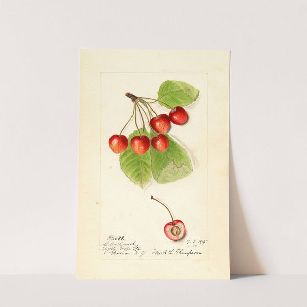 Prunus avium: Cleveland by Harriet L. Thompson
