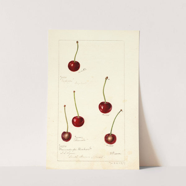 Prunus avium by Deborah Griscom Passmore