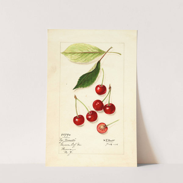 Prunus avium: Early Morello by Mary Daisy Arnold