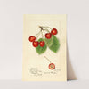 Prunus avium: Florence by Harriet L. Thompson