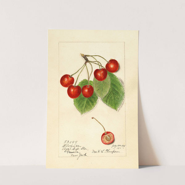 Prunus avium: Florence by Harriet L. Thompson