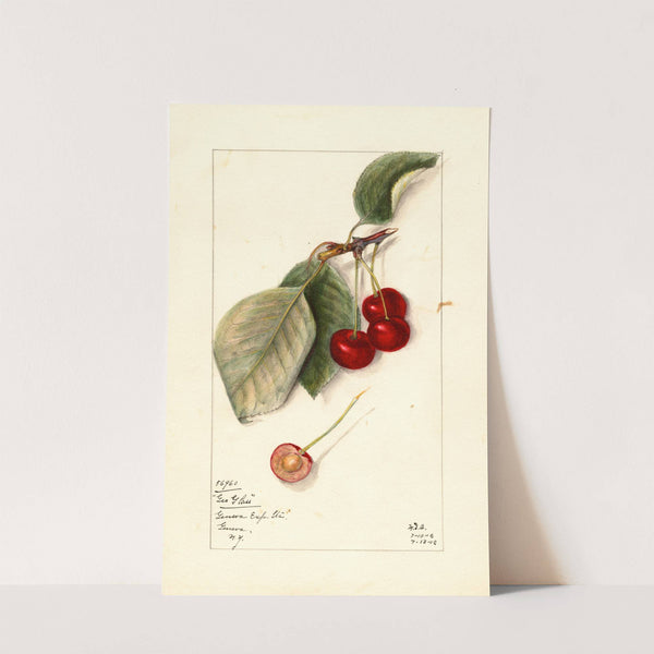 Prunus avium: George Glass by Mary Daisy Arnold