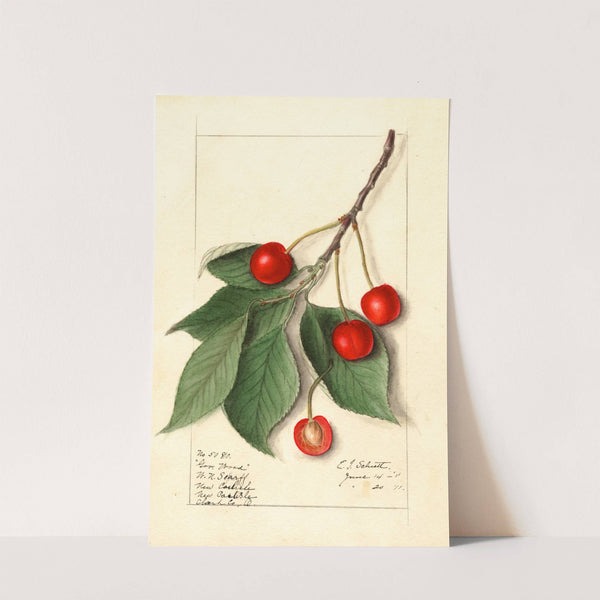 Prunus avium: Govenor Wood by Ellen Isham Schutt