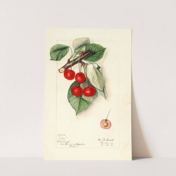 Prunus avium: Ida by Mary Daisy Arnold