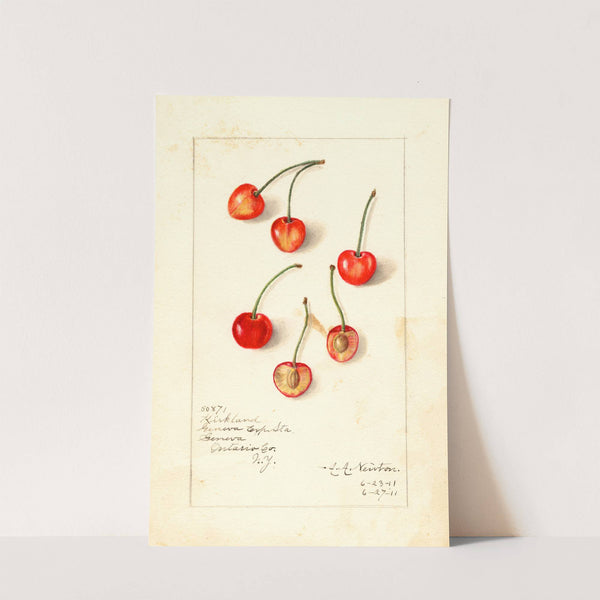 Prunus avium: Kirkland by Amanda Almira Newton