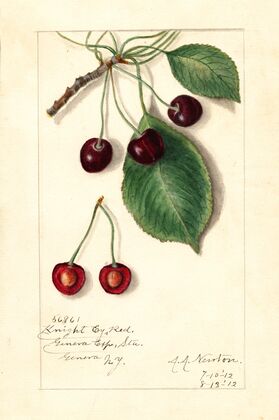 Prunus avium: Knight Early Red