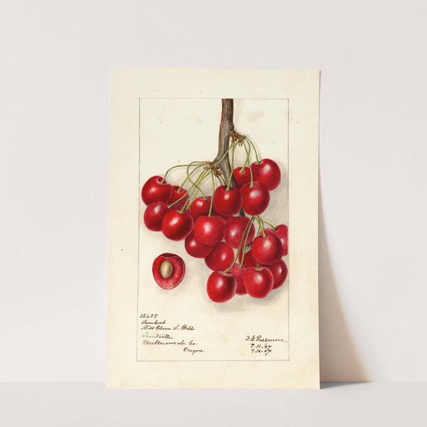 Prunus avium: Lambert by Deborah Griscom Passmore