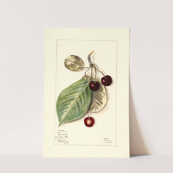 Prunus avium: Luelling by Mary Daisy Arnold