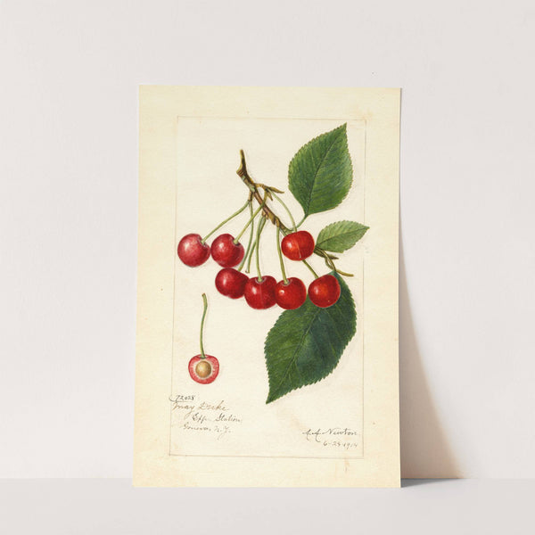 Prunus avium: May Duke by Amanda Almira Newton