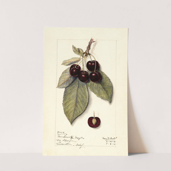 Prunus avium: Montmorency de Mezel by Mary Daisy Arnold