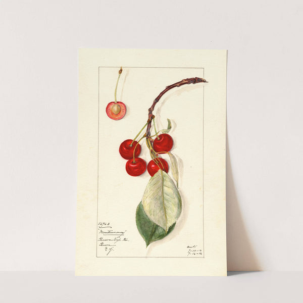 Prunus avium: Montmorency by Mary Daisy Arnold