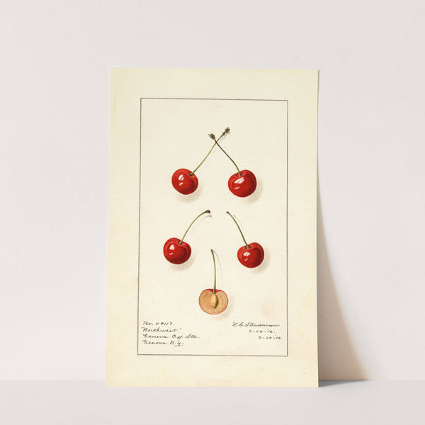 Prunus avium: Northwest by Royal Charles Steadman