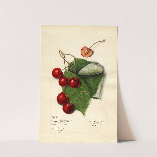 Prunus avium: Reine Hortense by Mary Daisy Arnold