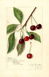 Prunus avium: Roditelsky