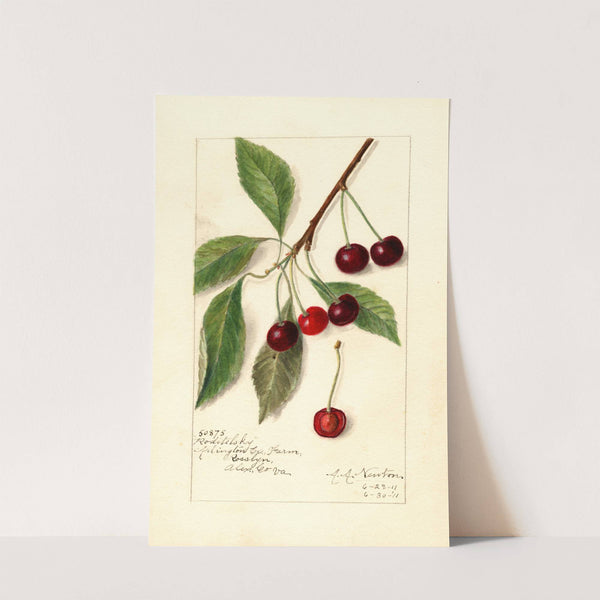 Prunus avium: Roditelsky by Amanda Almira Newton