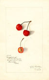 Prunus avium: Royal Duke