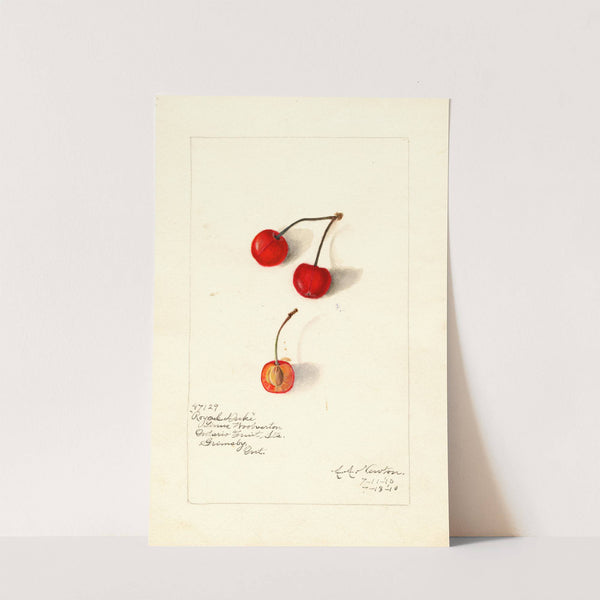 Prunus avium: Royal Duke by Amanda Almira Newton