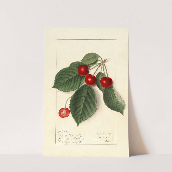 Prunus avium: Royal Novelle by Ellen Isham Schutt