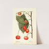 Prunus avium: Rupp by Deborah Griscom Passmore